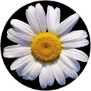 Roshan Ark profile picture